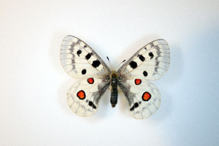 L’apollon (Parnassius apollo), musée Zoologique.