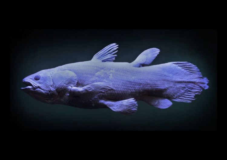 Le coelacanthe (Latimeria chalumnæ), musée Zoologique.