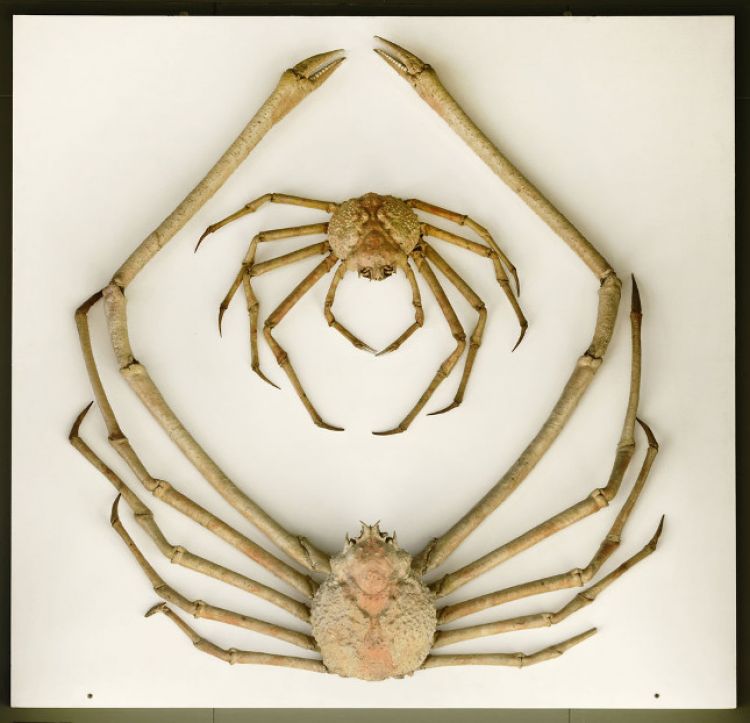 Le crabe-araignée géant du Japon (Macrocheira kaempferi), musée Zoologique.
