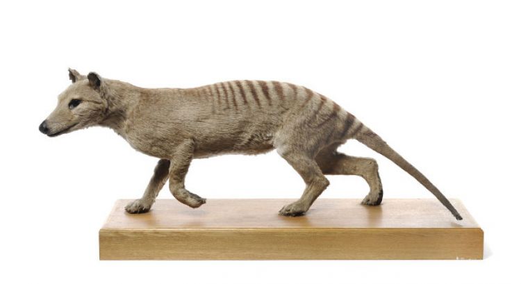 Le thylacine ou loup marsupial (Thylacinus cynocephalus), musée Zoologique.