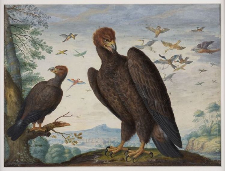 Johann Jakob Walther, Dessins ornithologiques, milieu du XVIIe siècle. Photo. M. Bertola/Musées de Strasbourg