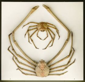 Le crabe-araignée géant du Japon (Macrocheira kaempferi), musée Zoologique.