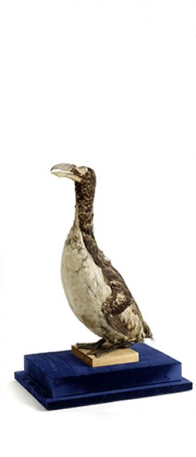 Le grand pingouin (Pinguinus impennis), musée Zoologique.