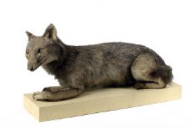 Le loup de Jean Hermann (Loup gris, Canis lupus), musée Zoologique.