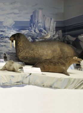 Le morse (Odobenus rosmarus), musée Zoologique.