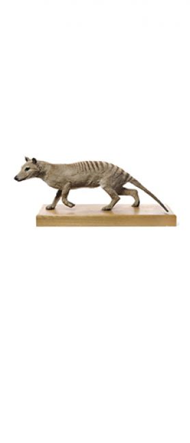 Le thylacine ou loup marsupial (Thylacinus cynocephalus), musée Zoologique.