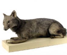 Le loup de Jean Hermann (Loup gris, Canis lupus), musée Zoologique.