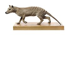 Le thylacine ou loup marsupial (Thylacinus cynocephalus), musée Zoologique.