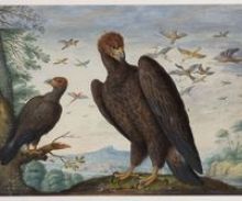 Johann Jakob Walther, Dessins ornithologiques, milieu du XVIIe siècle. Photo. M. Bertola/Musées de Strasbourg